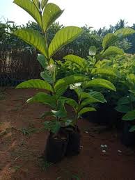 The bumpy, apple shaped fruit is green on the exterior with a unique creamy white interior flesh. Taiwan Guava Plant Pink At Rs 40 Bag à¤…à¤®à¤° à¤¦ à¤• à¤ª à¤§ à¤— à¤µ à¤µ à¤ª à¤² à¤Ÿ Siri Clones And Nursery Jangareddygudem Id 17720484155