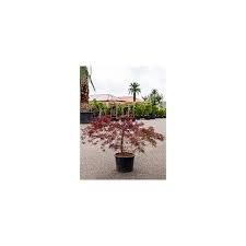 Les erables du japon sont livrés en pot. Vente D Erable Du Japon Stella Rossa Acer Palmatum Dissectum