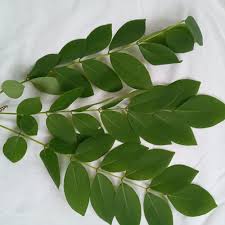 Image result for Gliricidia