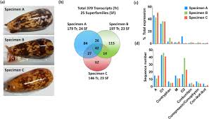 Black butler sub indo, download black butler sub indo batch, black butler bd subtitle indonesia komplit, download black butler. Venom Duct Origins Of Prey Capture And Defensive Conotoxins In Piscivorous Conus Striatus Scientific Reports