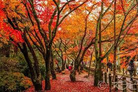 Autumn has become connected with a number of leisure activities in japan. Japan 2018 Tour Join Us On This Wonderful Adventure