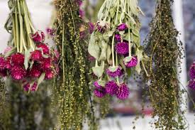 They also look attractive in dried arrangements, and cut plants can be hung upside down in bunches and placed in a dark location with cool temperatures for drying. How To Dry Flowers And Preserve Their Color
