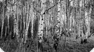Black And White Photos Of Trees Birch Tree Wallpaper 10 Jpg 2560 1440 Birch Tree Wallpaper White Birch Trees Black And White Tree