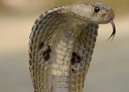 Ular tedung selar wikipedia bahasa melayu ensiklopedia bebas. Ular Cobra Fakta Menarik King Cobra Ular Adalah Sangat Berbahaya Dan Cepat