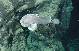 Blobfish have large heads with rounded bodies that taper towards the tail. Blobfish Adaptation As A Deep Sea Fish More Fish Laboratory Aquatics