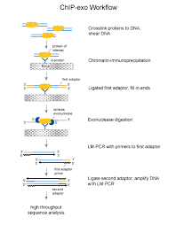 This protocol has been developed and utilized to perform chip on histone covalent modifications in various plant species including cereals. Chip 2 0 Guide To Advanced Chromatin Immunoprecipitation Abcam