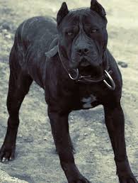 Ambullneo Mastiff Relatively New Breed This Breed Is Now In Its 13th Generation Mastiff Dog Breeds Mastiff Dogs Dogs