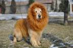 5 Dogs Who Look Like Lions - For the Love of dog - Dogster