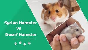 This tutorial will give you informative instructions to guarantee you get good at hamst. Syrian Hamster Vs Dwarf Hamster What Is The Difference With Pictures Pet Keen