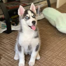 Searching for puppies for sale near you? Adopt A Siberian Husky Puppy Near Los Angeles Ca Get Your Pet