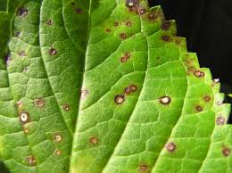 Image result for Cercospora hydrangea