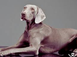 Image result for výmarský dlouhosrstý ohař