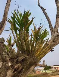 Image result for Ansellia