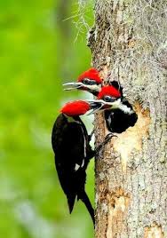 Rotspecht Bunte Vogel Hubsche Vogel Exotische Vogel