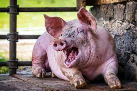 Aufklarung Ist Schweinefleisch Wirklich Ungesund Grill Wissen De