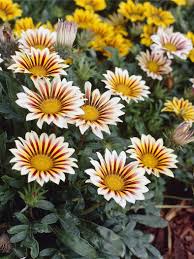 Image result for foto Gazánie