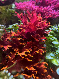 Image result for Droogmansia