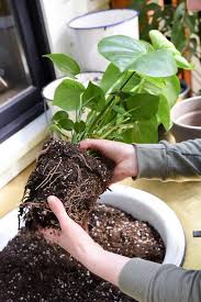 Did i do a big no no? How To Choose The Right Pot A Guide To Repotting Houseplants Pistils Nursery