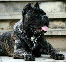 Cane Corso Dogs Kane Korso Bolshie Sobaki Sobaki