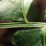 Image result for Asplenium macrophlebium