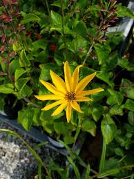 Image result for Helianthus angustifolius