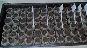 The harris seeds team includes local growers and garden enthusiasts, whose invaluable knowledge and expertise allow us to better serve you. Finding The Best Way To Plant Vegetable Seeds Advice On Seed Starters