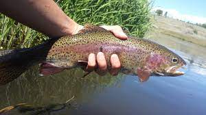 How Do I Fish This Hat Creek Keep Calm And Fly Fish