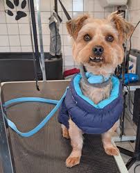 K'wouaf toutou 50 manche added...