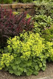 Image result for Alchemilla microbetula