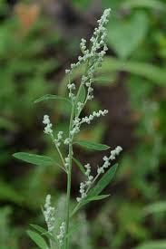 Image result for Chenopodium opulifolium