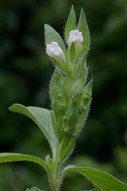 Image result for Asystasia mysorensis