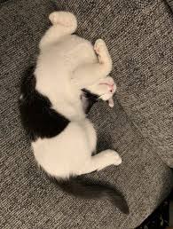 An ordinary domestic cats in the leyte philippines my lingling boy get bored dont know what to do. Flexible Cats Whose Bones Are Made Of Noodles