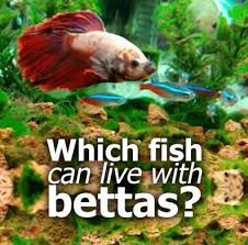 Untitled Betta Fish Tank Mates Betta Fish Tank Beta Fish Tank