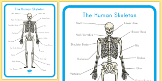 Each lumbar spinal level is numbered from top to bottom—l1 through l5, or l6. Human Skeleton Labelling Sheets