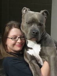 Knight Sabre The Thunderfoot 1 Year Abpt Amstaff Mix Blue Nose Reverse Blue Brindle Razors Edge Ruffian Nanny Dog Blue Nose Pitbull Beautiful Dogs