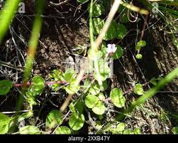 Image result for Diclis reptans