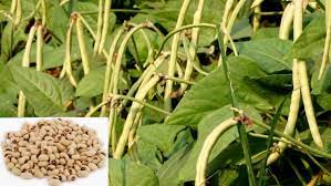 Cowpea Farming Planting Care Harveting Yield Agri Farming