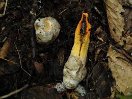 Image result for Pseudopod Ospermum