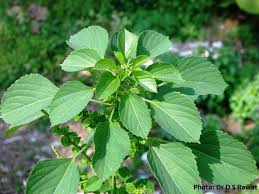 Image result for Acalypha fruticosa
