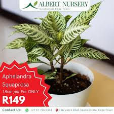 Image result for Ceratotheca integribracteata