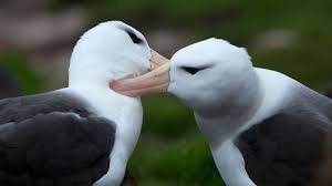 Black-browed Albatross | Facts, pictures & more about Black-browed Albatross