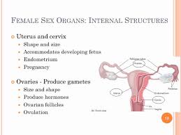 You can insert the internal/female condom ahead of time, so there's no need to interrupt sexual activity. Female Sex Organs Internal Structures