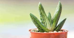 Cow's tongue cactus (opuntia engelmannii var. Gasteria Plant Care How To Grow And Propagate Ox Tongue Succulents