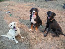 On average, we find a new tahoe mountain sports coupon code every 300 days. South Lake Brewing Co Bingo Fundraiser For Animal Coalition Of Tahoe Animal Coalition Of Tahoe Lake Tahoe Events