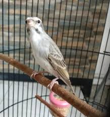 Check spelling or type a new query. Harga Burung Sanger Sanger Jual Hewan Peliharaan Burung Terlengkap Di Indonesia Olx Co Id