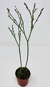 Image result for Psilotum