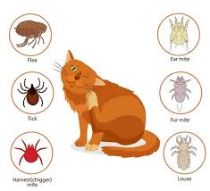 Cat fleas are scientifically known ctenocephalides felis while dog fleas are the ctenocephalides canis. Tick Bites Vs Flea Bites Tick Prevention Fleas Ticks On Cats