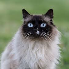 On Vous Presente Lola Un Magnifique Sacre De Birmanie Qui Nous Envoute Avec Ses Yeux Couleur Azur Merci A Pauline Paquier Pour Le Parta Animals Cats Instagram