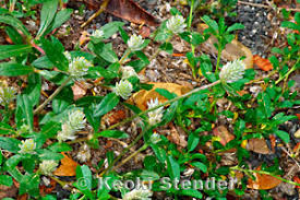 Image result for Gomphrena celosioides