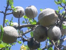 Image result for Gardenia volkensii